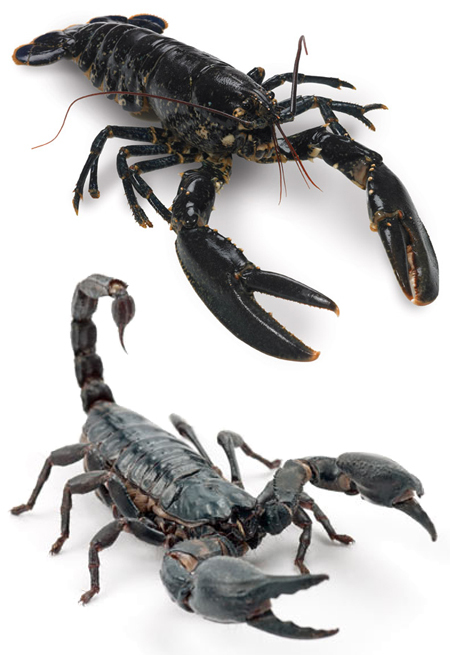 LobsterSkorpion