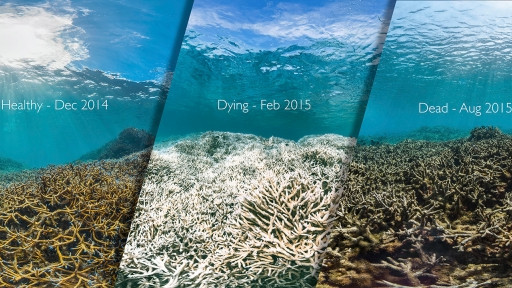 Dying Corals