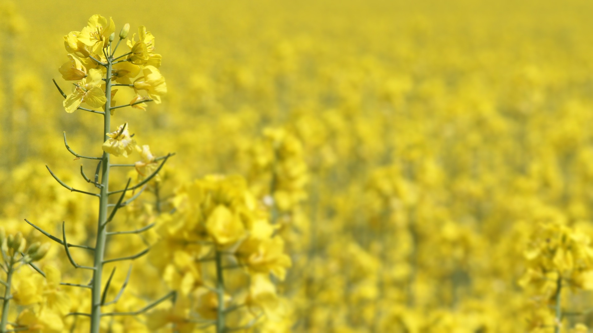 Rape seed monoculture